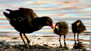 Moorhen  bird call [upl. by Pooi]