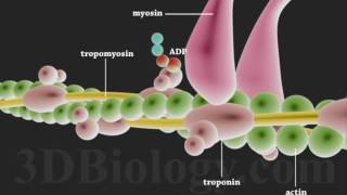 Muscle Contraction 3D [upl. by Pruchno]