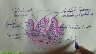 Histology of Palatine tonsil\Tonsil [upl. by Sonnnie]