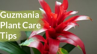 Guzmania Plant Care Tips The Bromeliad With The Vibrant Star Shaped Flower  Joy Us Garden [upl. by Enilram627]