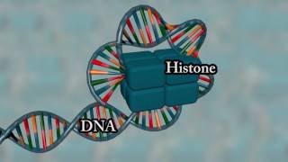 Chromosome structure  Medical animation [upl. by Kendrah]