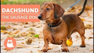 DACHSHUND  The Sausage Dog [upl. by Ragouzis]