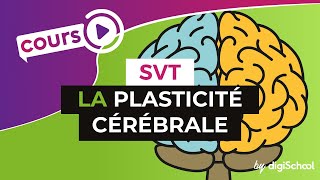 SVT BAC S  La plasticité cérébrale [upl. by Lokcin]