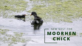 MOORHEN CHICK NEW NEST [upl. by Annij]