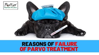 Parvovirus in Dogs Why dogs cant survive even after treatment of Parvo  Dr Anirudh Mittal [upl. by Tita]