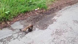 Stoat vs rat [upl. by Mariellen625]