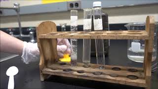 Investigating Enzymes in Liver [upl. by Naivatco238]