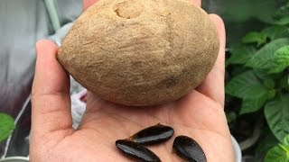 How to Grow Sapodilla  Sapote From Seeds [upl. by Watkin780]