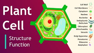 Plant cell Structure and Function  Plant Cell Model  Basic Science Series [upl. by Ahsocin]