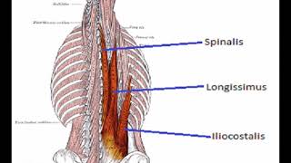 Two Minutes of Anatomy Erector Spinae AKA Paraspinals [upl. by Azitram]