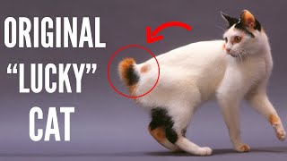 Japanese Bobtail  Top 10 Facts About Japanese Bobtail Cats That Will Leave You Amazed [upl. by Cordova]