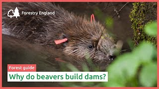 Why do beavers build dams [upl. by Hgierb]