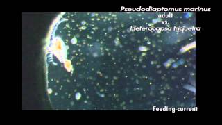 Zooplankton feeding copepod adults and larvae nauplii eating various phytoplankton [upl. by Wilbert291]