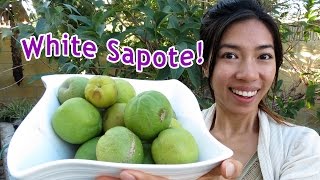 Eating Exotic White Sapote [upl. by Airom]