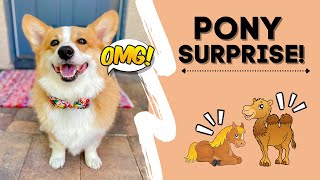 Corgi ADOPTS a Pony and Camel [upl. by Margret]