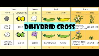 Dihybrid cross [upl. by Francine]