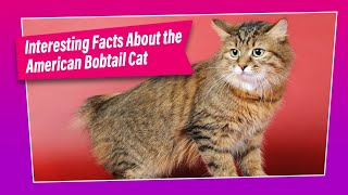 American Bobtail Cat  How Good is this Breed [upl. by Zins]