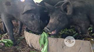 Manejo sustentable del cerdo criollo  La Finca de Hoy [upl. by Epotimet]