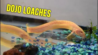 Dojo Loaches for Pool Pond [upl. by Artina]