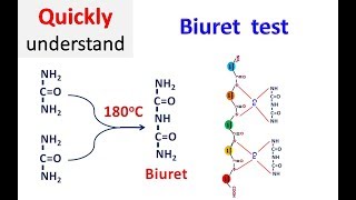 Biuret test [upl. by Elylrac295]