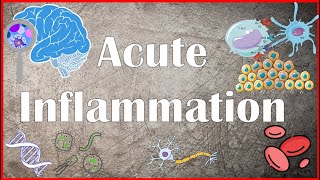 Acute Inflammation  Definition Pathogenesis Causes Mediators Morphology Exudate and Transudate [upl. by Pat]