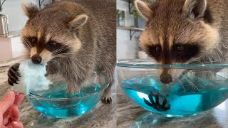 Tricking my pet raccoons with cotton candy [upl. by Drusy]