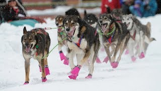 Iditarod 2018 begins with a celebration in Anchorage [upl. by Adara337]