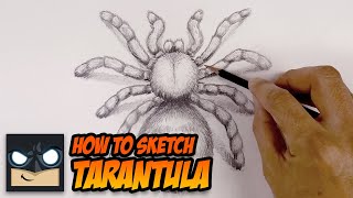 How To Draw A Spider  Tarantula Sketch Tutorial [upl. by Oramlub78]