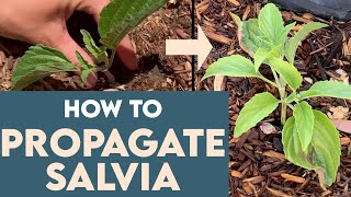 How To PROPAGATE SALVIA Easy For Beginners [upl. by Inaflahk715]