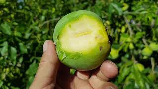 EVERYONE Should Be Growing White Sapote [upl. by Ymorej]