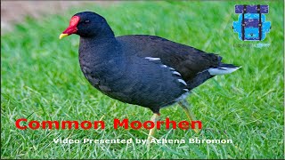 Common Moorhen [upl. by Giacopo383]