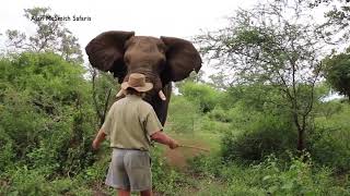 MAN HALTS CHARGING ELEPHANT [upl. by Eidnil662]