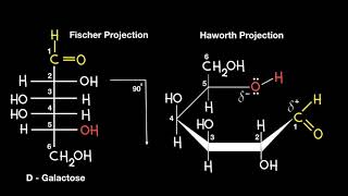 Fischer to Haworth Projection [upl. by Poyssick]