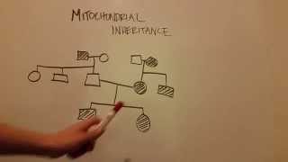 Mitochondrial Inheritance [upl. by Tega]