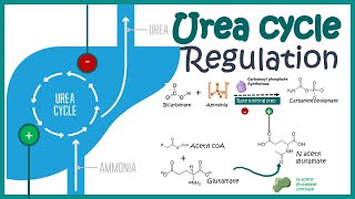 Regulation of the Urea cycle [upl. by Sprung]