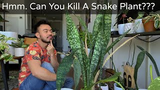 How to Care and Propagate Snake Plants  Sansevieria Whale Fin [upl. by Nogem519]