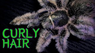 Curly Hair Tarantula TliltocatlBrachypelma albopilosus Care amp Husbandry [upl. by Goebel]