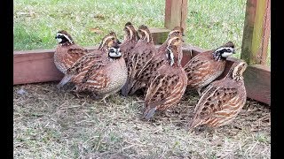 My Bobwhite quailQuail sliding [upl. by Ahsenal]