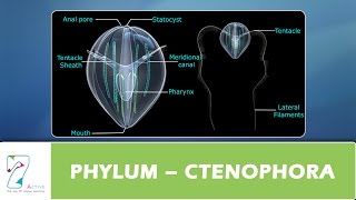 PHYLUM – CTENOPHORA [upl. by Samson]