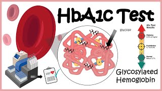 HbA1c Test  Glycosylation of haemoglobin  Diabetes [upl. by Carine]