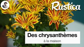 Des chrysanthèmes à la maison [upl. by Htedirem]