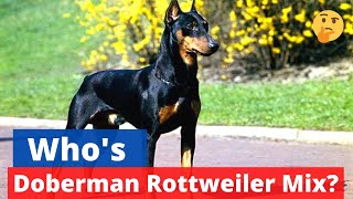 Rottweiler Doberman Mix What do you need to know about this mixbreed [upl. by Darcie]