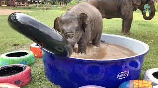 Baby Elephants Cute Moments [upl. by Nathanael]