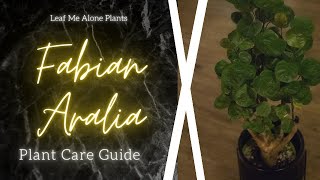 Fabian Aralia Stump Polyscias scutellaria Plant Care Guide  For Beginners [upl. by Slaughter]