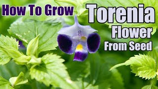 How To Grow Torenia Flower From Seed  Gardening story [upl. by Otrebogad]