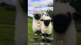 Valais Blacknose  The Cutest Sheep [upl. by Schofield650]