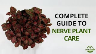 Nerve Plant Care  Complete Guide To Growing Fittonia Houseplants [upl. by Ehlke]