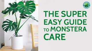 The Super Easy Guide to Monstera Care  Houseplant Resource Center [upl. by Morrill]