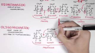 Biochemistry of Carbohydrates [upl. by Mei580]