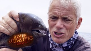 The Uniquely Fascianting Moray Eel  EEL  River Monsters [upl. by Selegna]